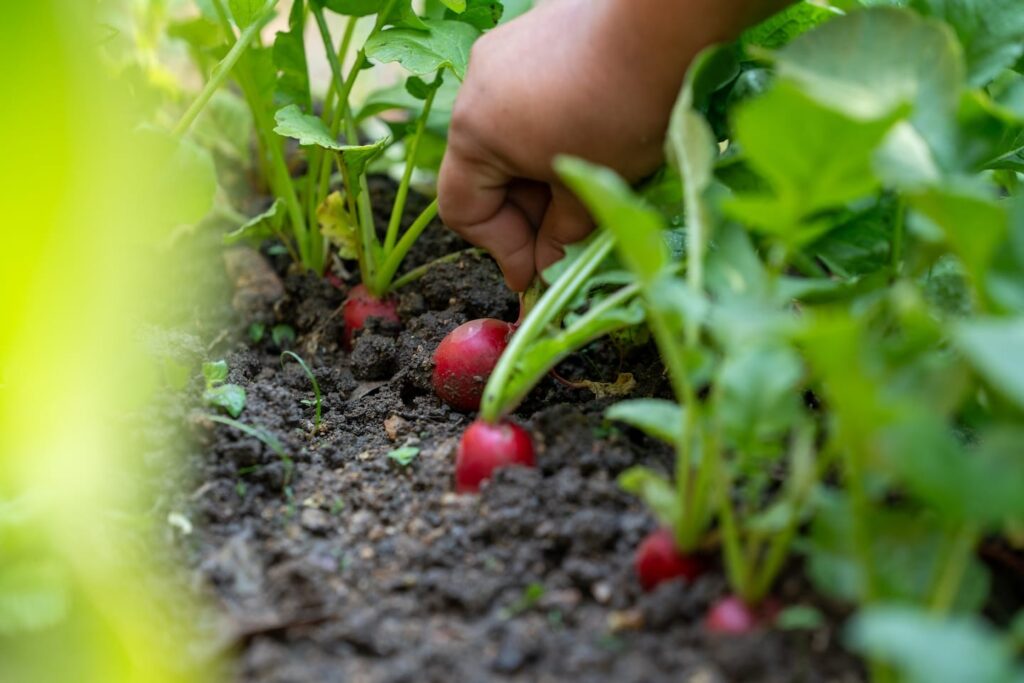 A row of plants being harvested by an individual.