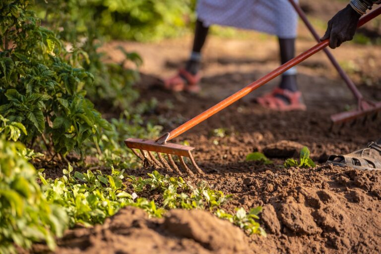 People raking the ground with metal rakes.