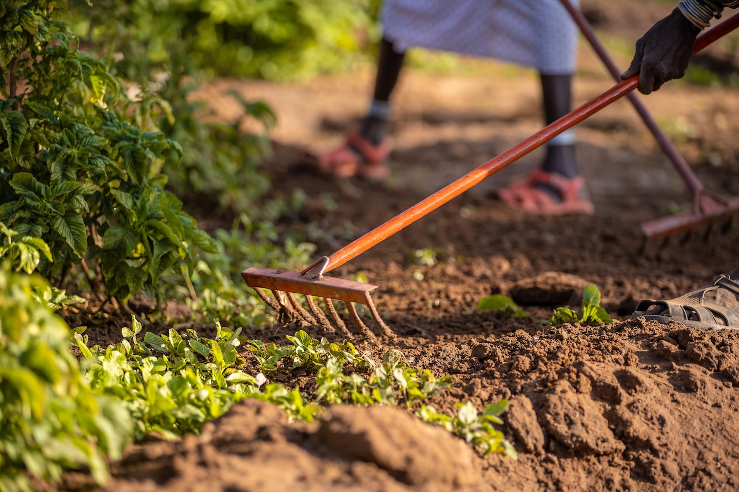 People raking the ground with metal rakes.